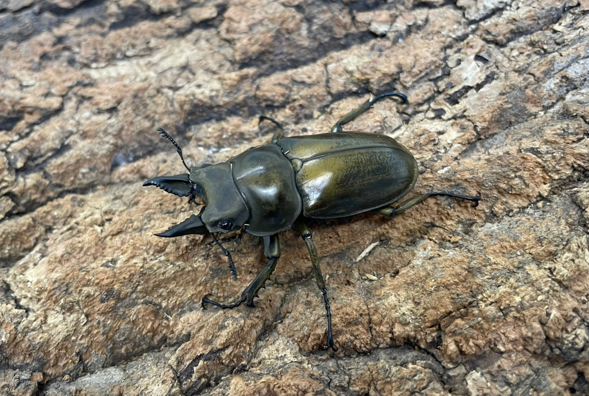 ローゼンベルグオウゴンオニクワガタ