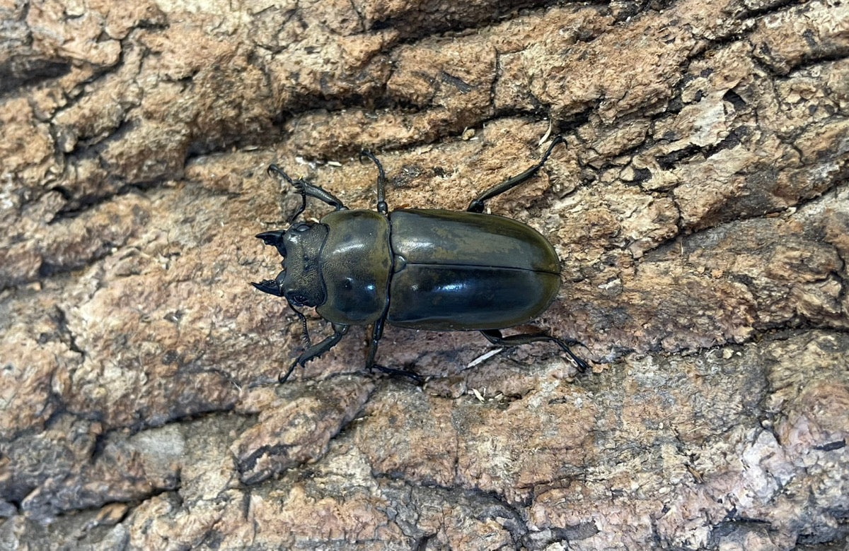 ローゼンベルグオウゴンオニクワガタ