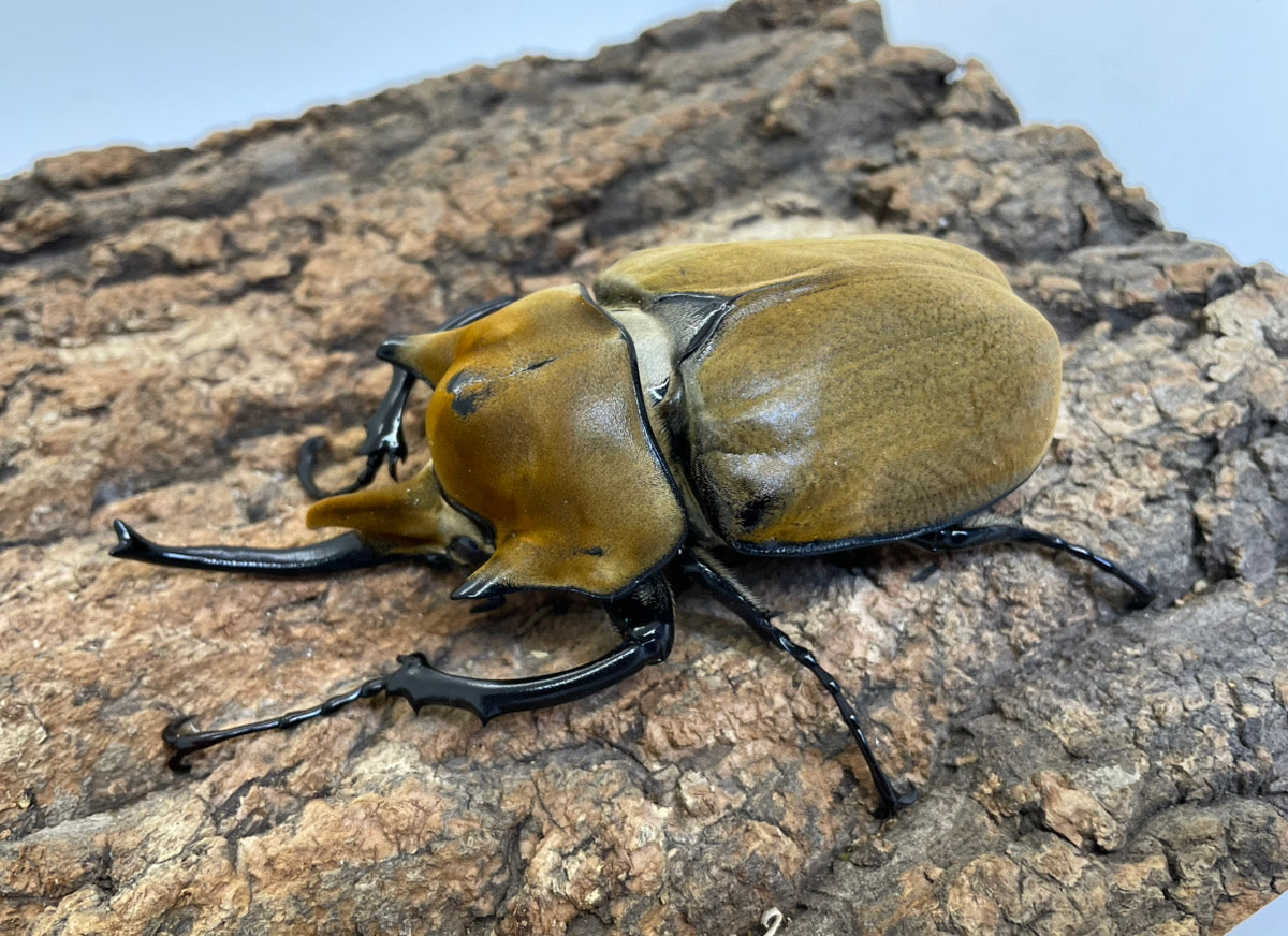 エレファスゾウカブト（SSP）