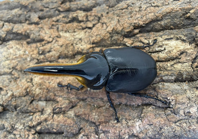 サタンオオカブト