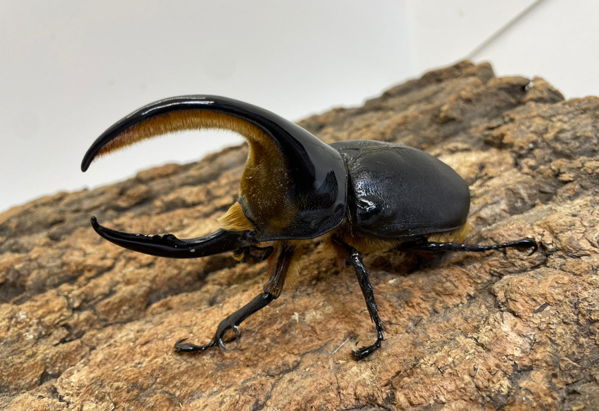 サタンオオカブト