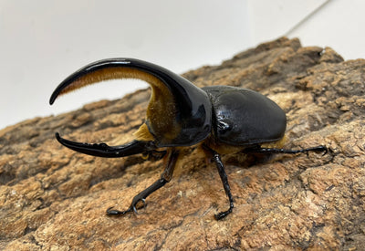 サタンオオカブト