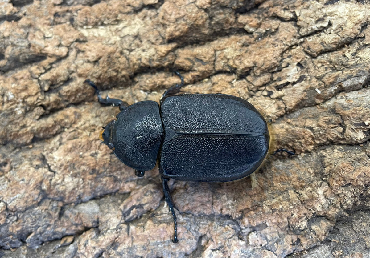 サタンオオカブト