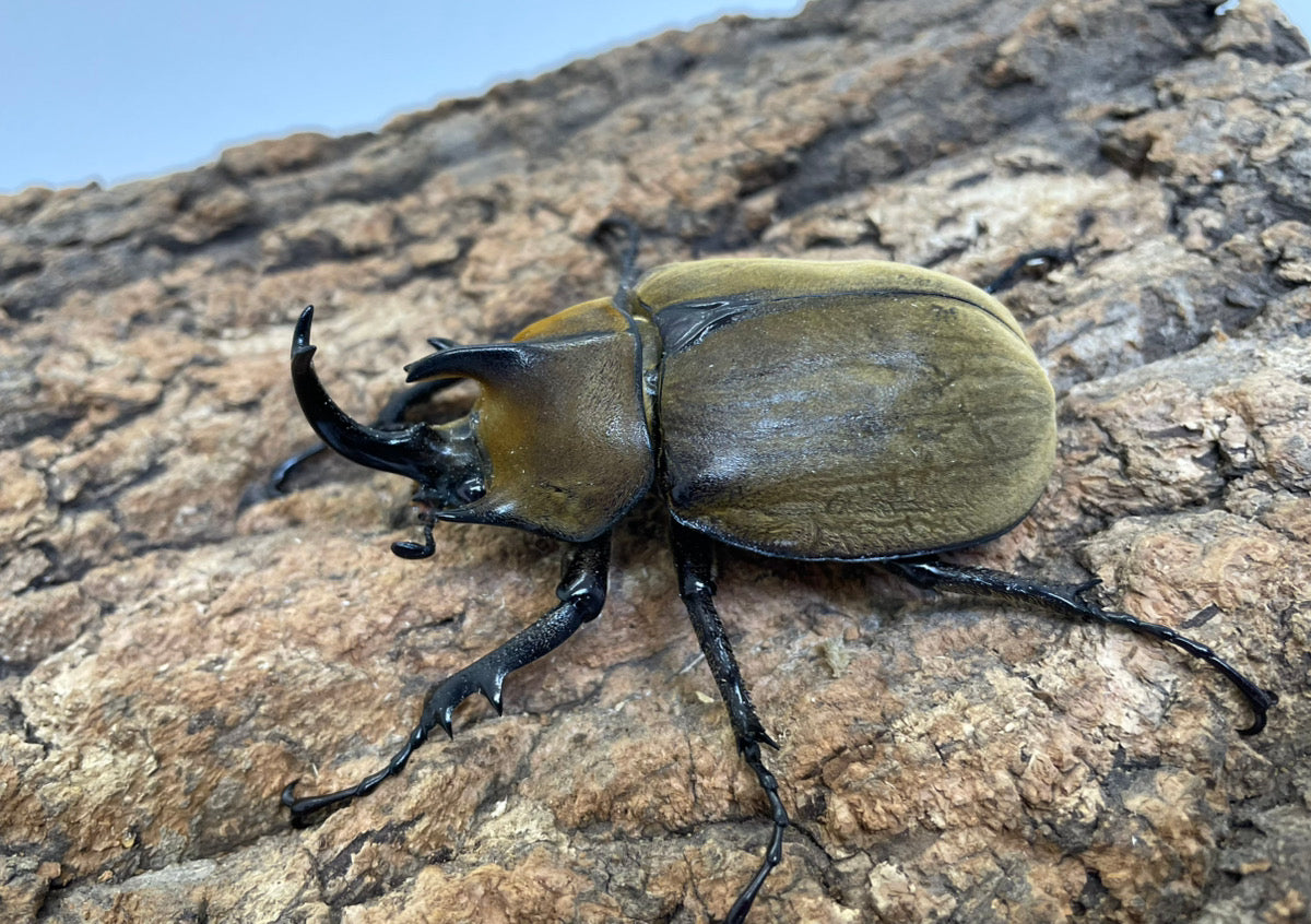 ギアスゾウカブト（亜種ポリオン）