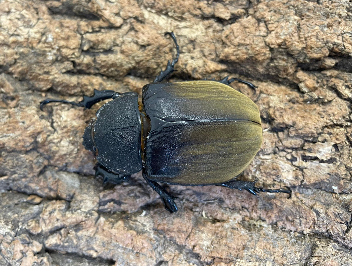 ギアスゾウカブト（亜種ポリオン）