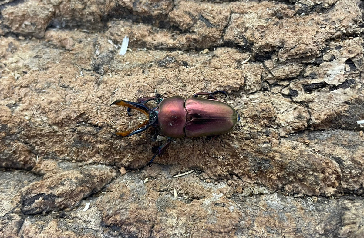 パプアキンイロクワガタ