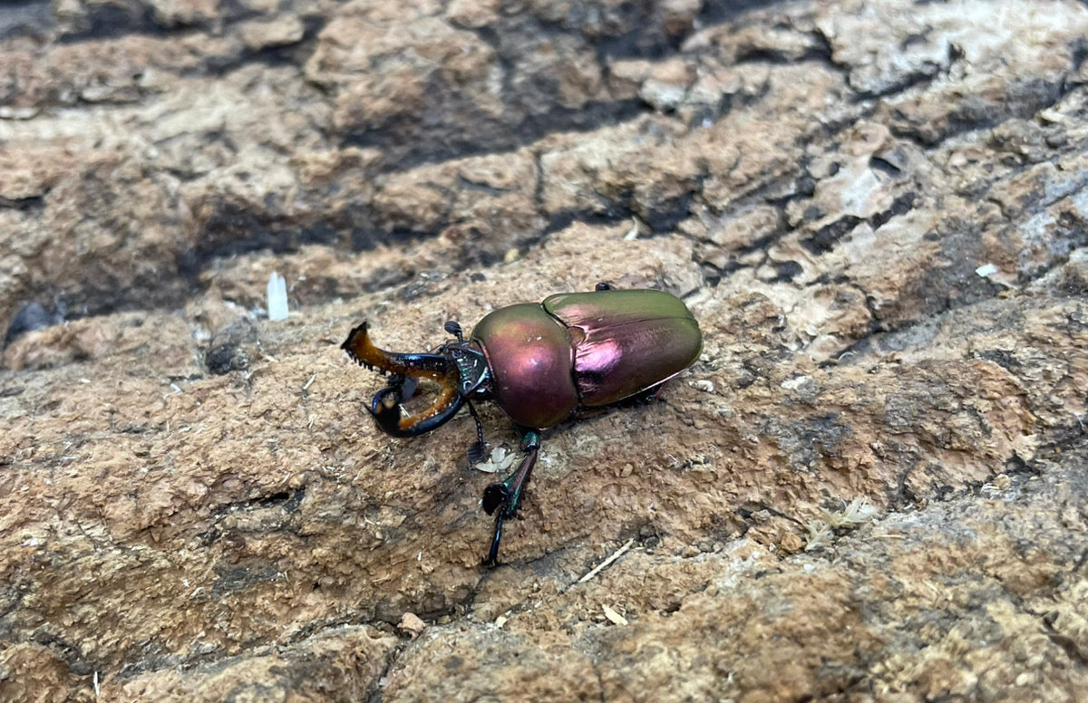 パプアキンイロクワガタ