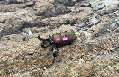 パプアキンイロクワガタ