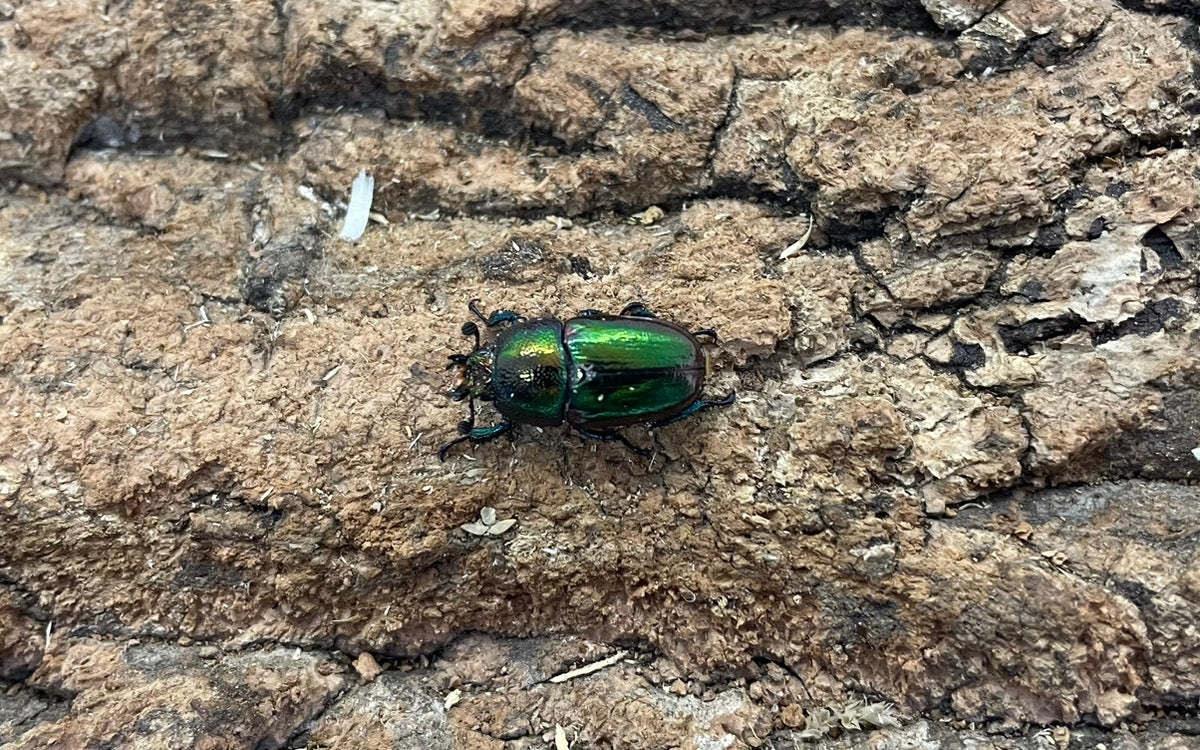 パプアキンイロクワガタ