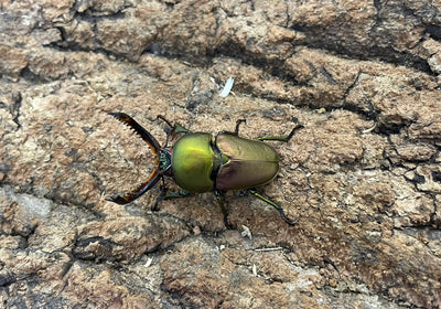 パプアキンイロクワガタ