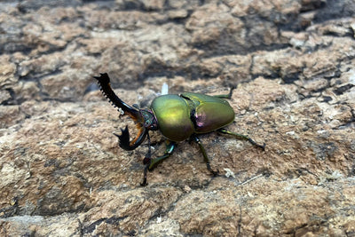 パプアキンイロクワガタ