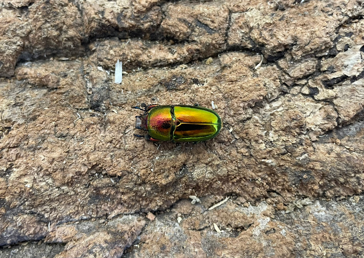 パプアキンイロクワガタ