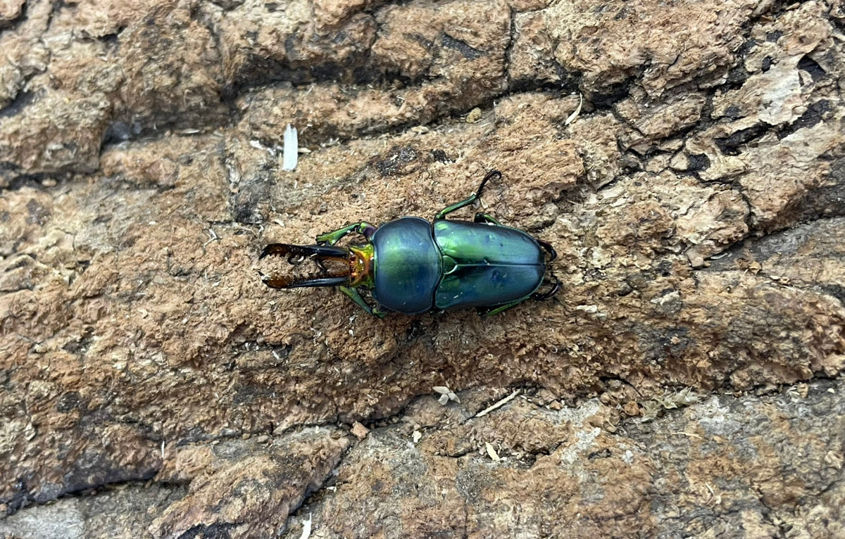 パプアキンイロクワガタ