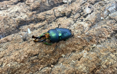 パプアキンイロクワガタ