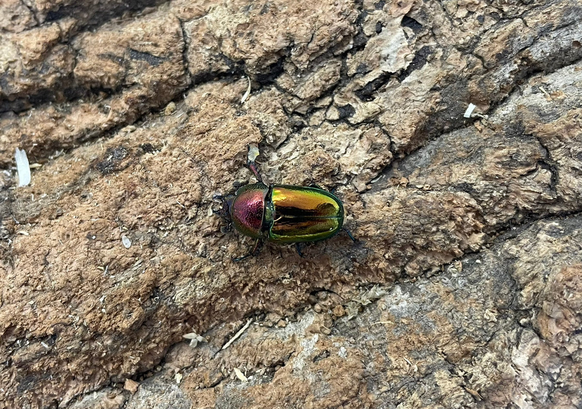 パプアキンイロクワガタ