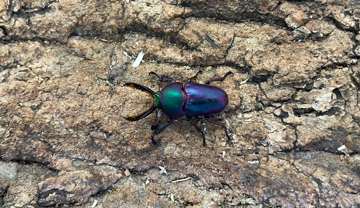 パプアキンイロクワガタ