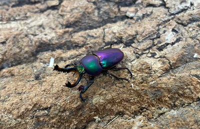 パプアキンイロクワガタ