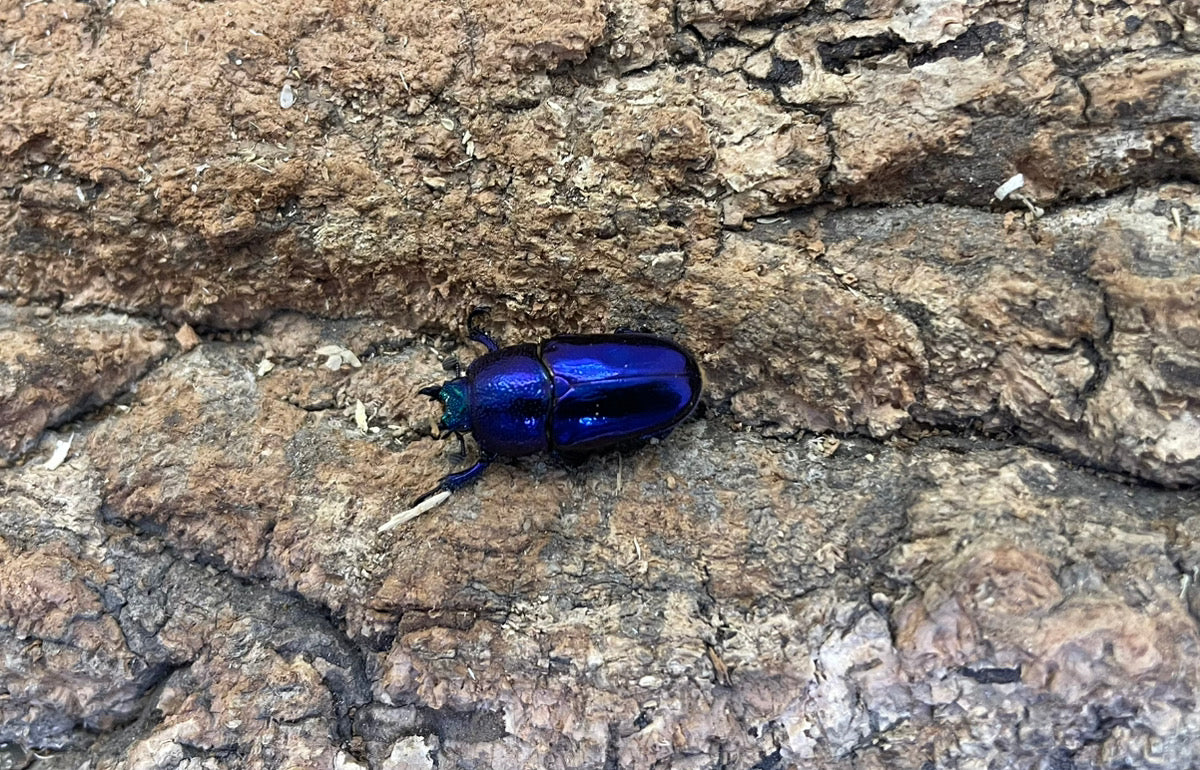 パプアキンイロクワガタ