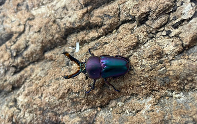 パプアキンイロクワガタ