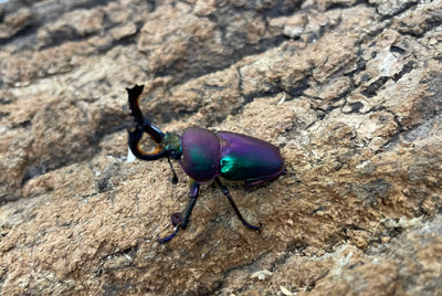 パプアキンイロクワガタ