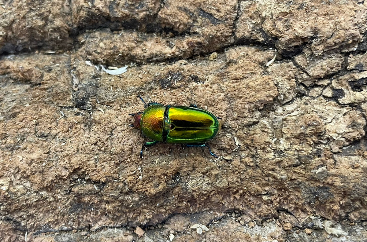 パプアキンイロクワガタ