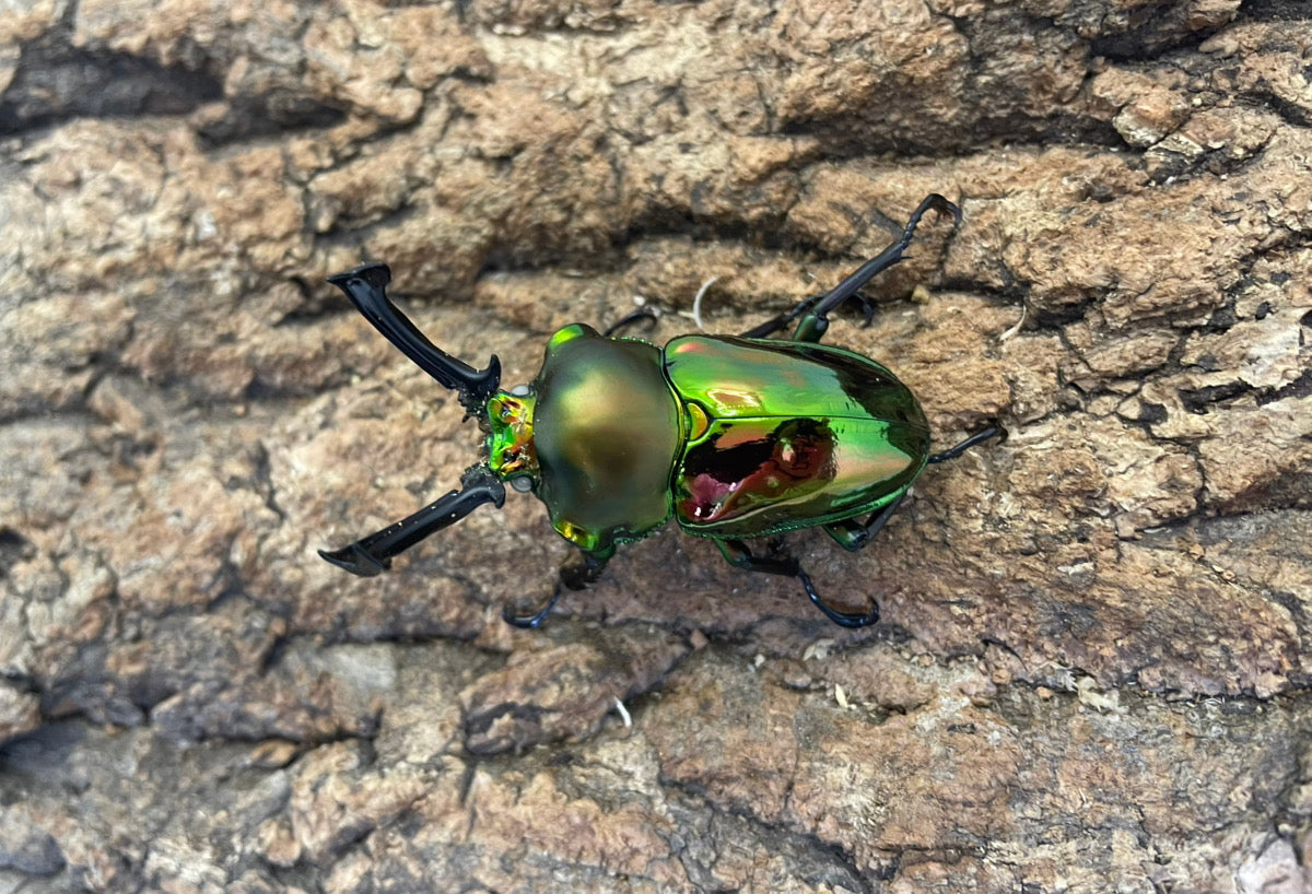 ニジイロクワガタ（ホワイトアイ）