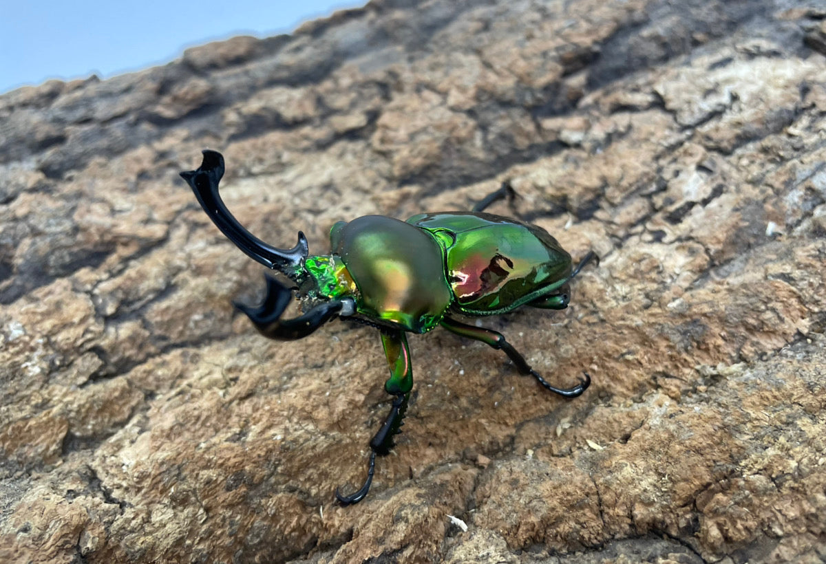 ニジイロクワガタ（ホワイトアイ）