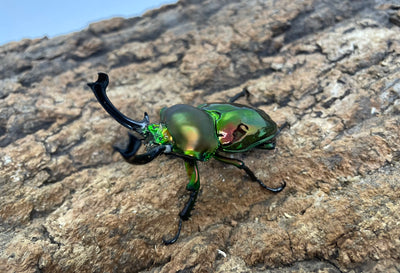 ニジイロクワガタ（ホワイトアイ）