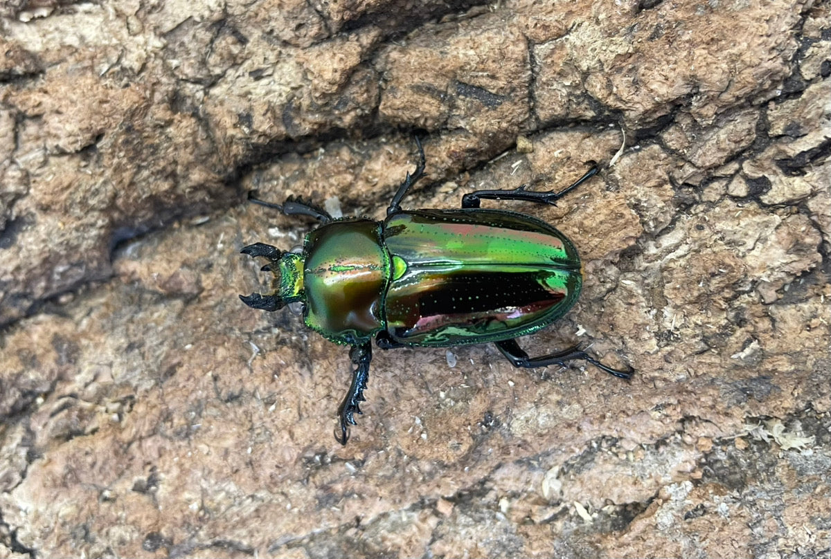 ニジイロクワガタ（ホワイトアイ）