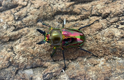 ニジイロクワガタ（P-RED）