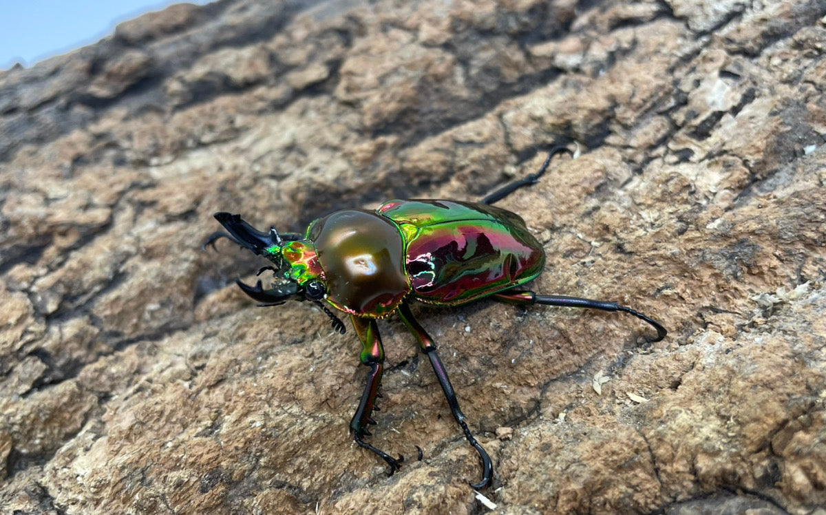 ニジイロクワガタ（P-RED）