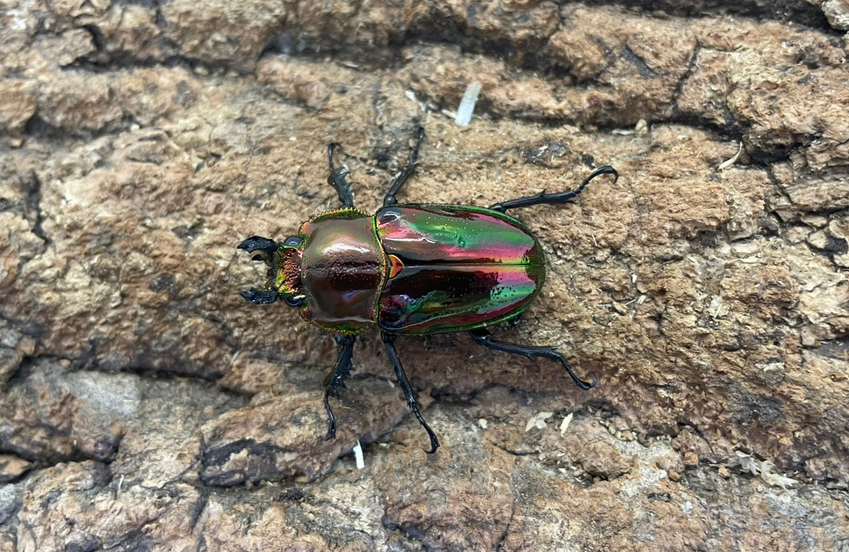 ニジイロクワガタ（P-RED）