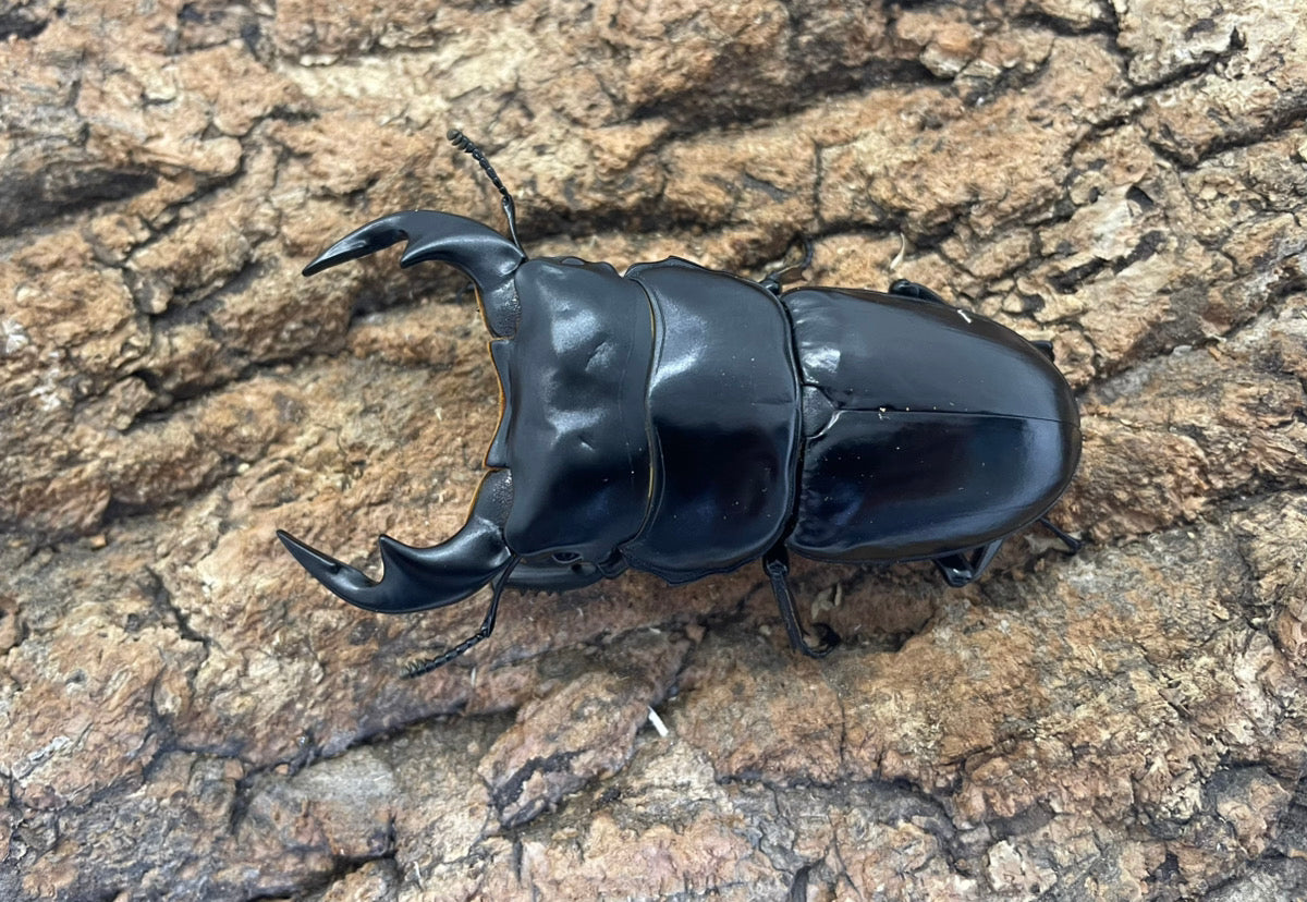 インドアンタエウスオオクワガタ