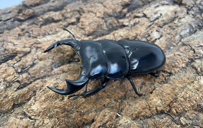 インドアンタエウスオオクワガタ