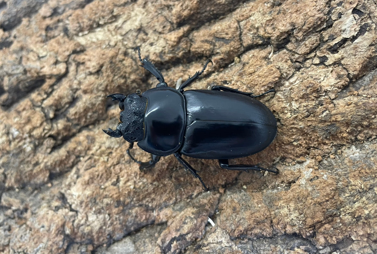 インドアンタエウスオオクワガタ