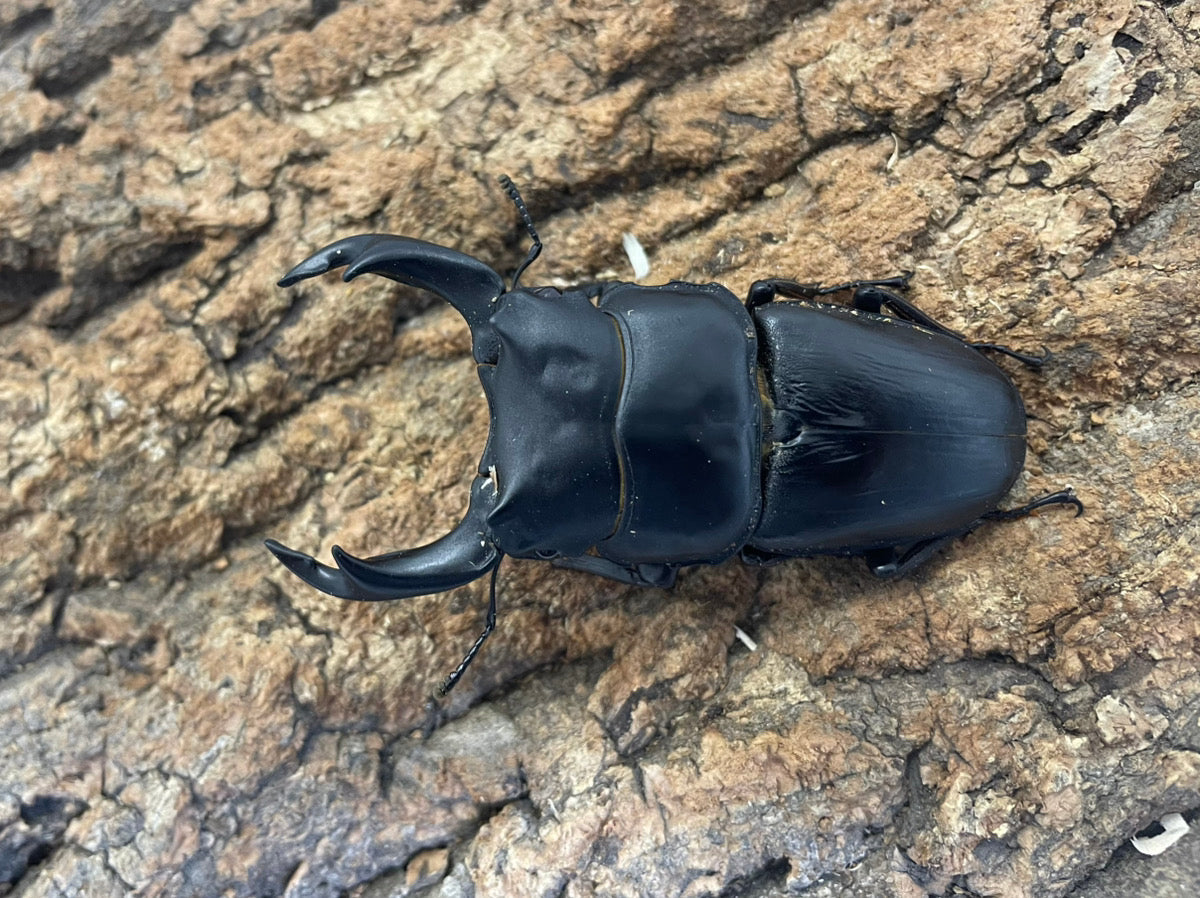 オオクワガタ（YG）