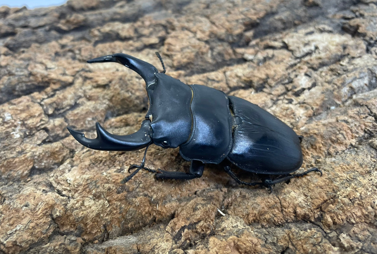 オオクワガタ（YG）