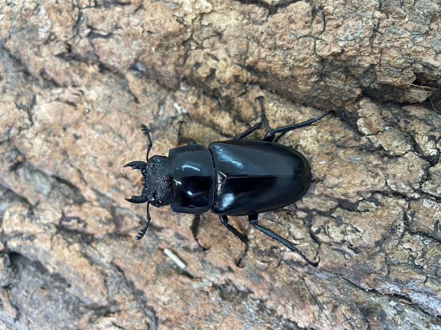 ギラファノコギリクワガタ – INSECT SHOP KMY
