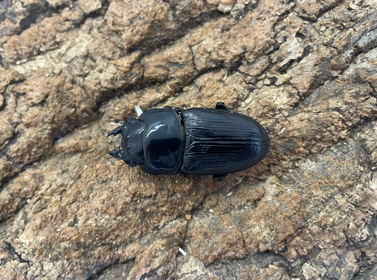 オオクワガタ（YG） – INSECT SHOP KMY