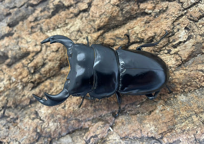 インドアンタエウスオオクワガタ