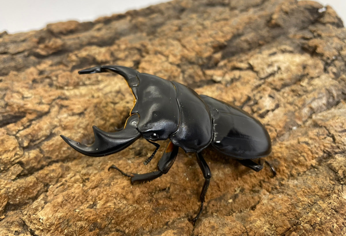 インドアンタエウスオオクワガタ – INSECT SHOP KMY