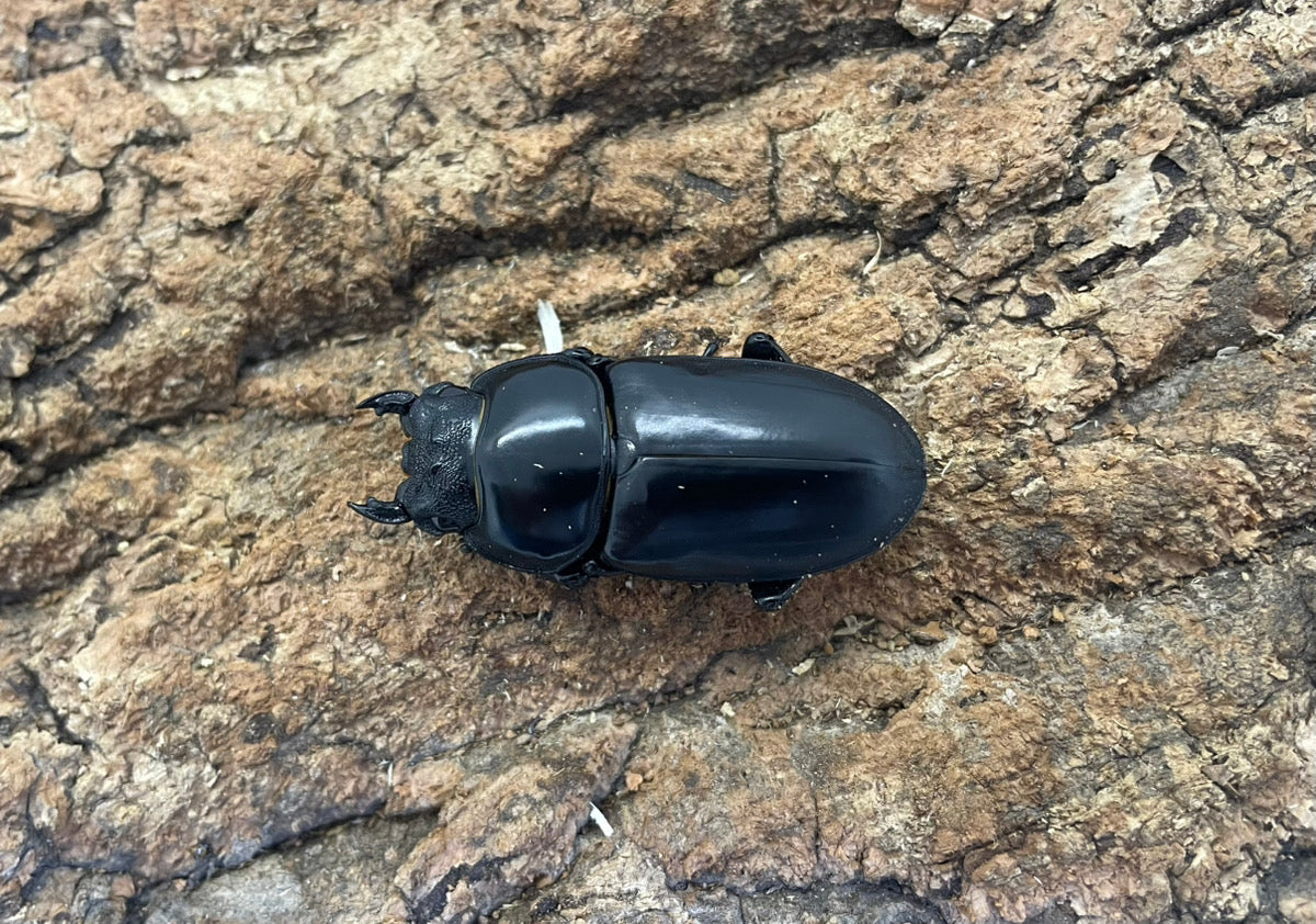 インドアンタエウスオオクワガタ