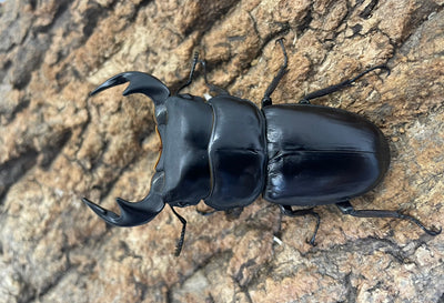 マレーアンタエウスオオクワガタ