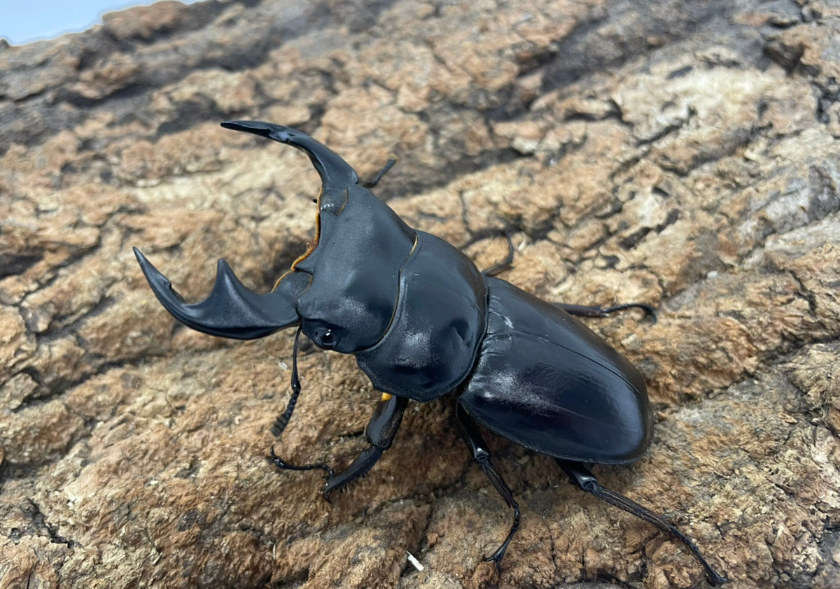 マレーアンタエウスオオクワガタ