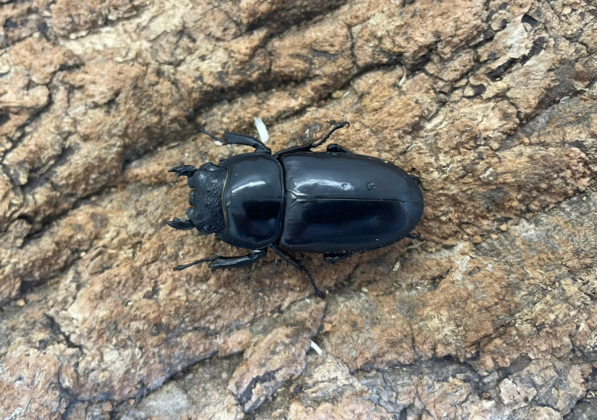 マレーアンタエウスオオクワガタ