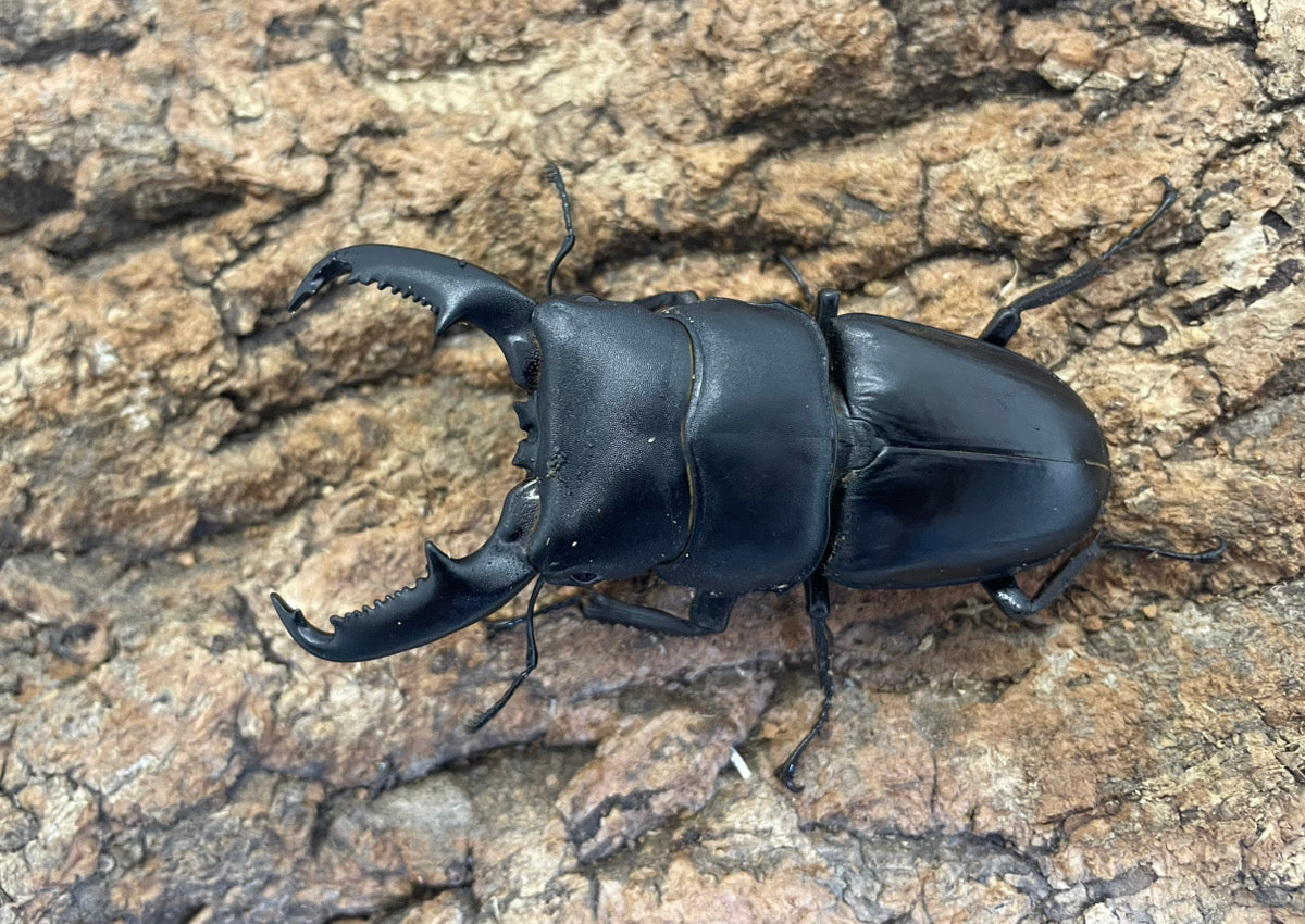 ベトナムヒラタクワガタ