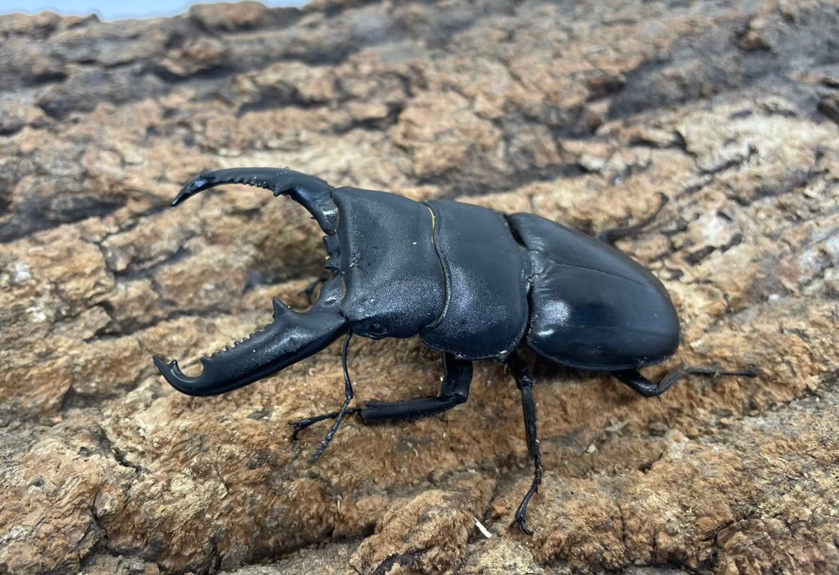 ベトナムヒラタクワガタ