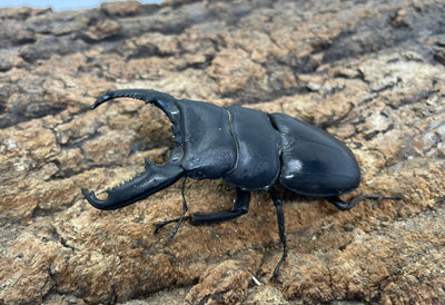 ベトナムヒラタクワガタ