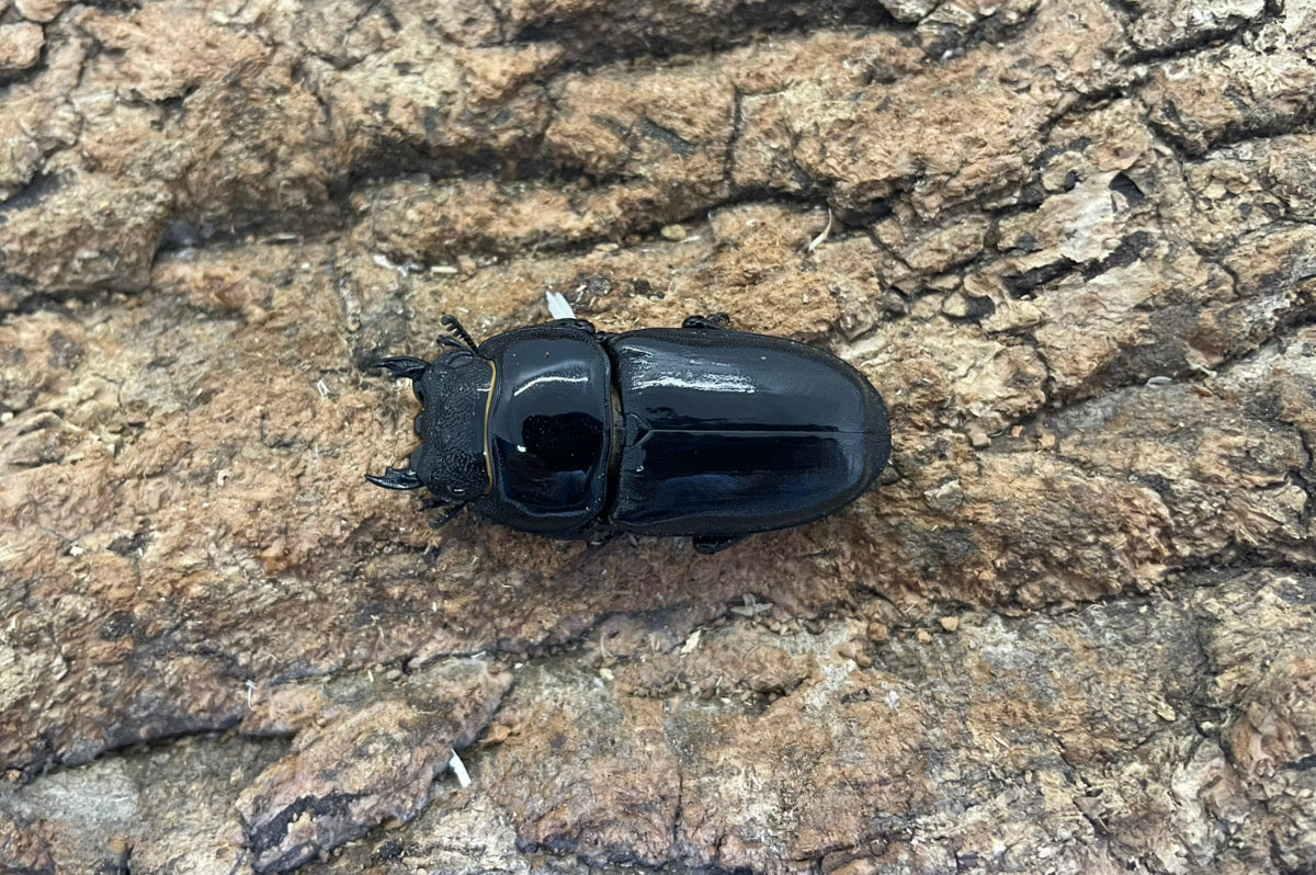 ベトナムヒラタクワガタ