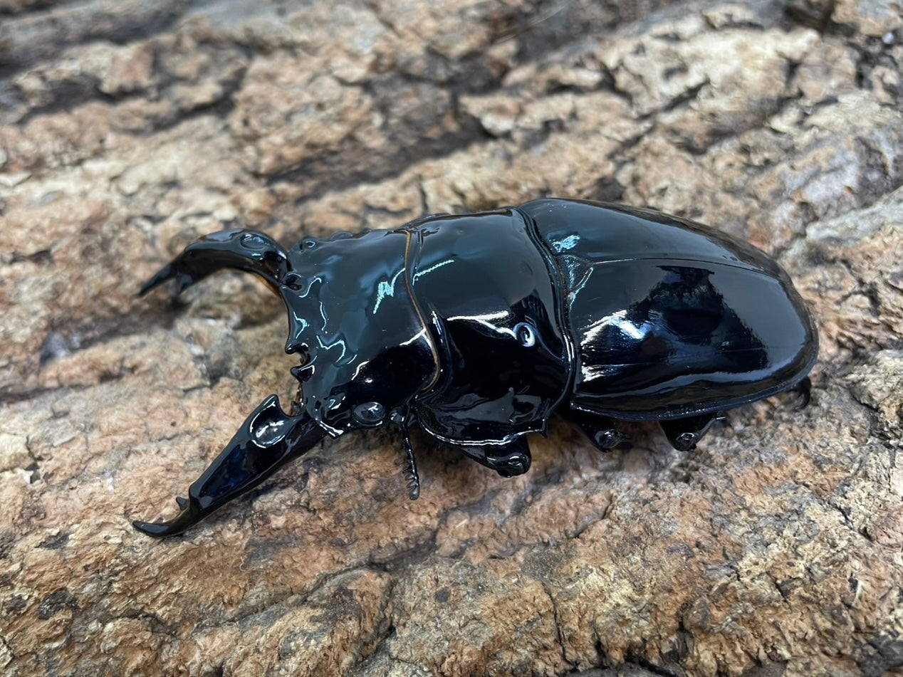 レギウスオオツヤクワガタ – INSECT SHOP KMY